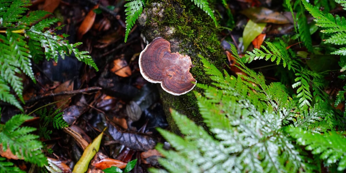 The Impact of Mushrooms on the Ecosystem