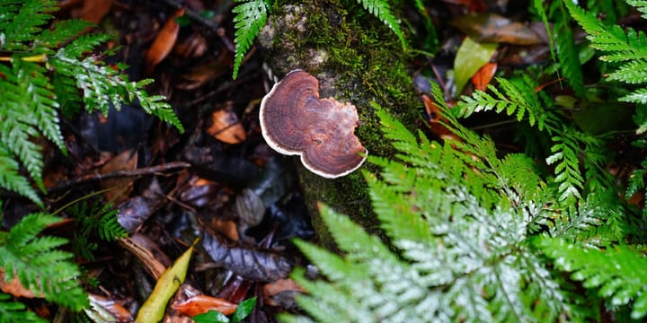 The Impact of Mushrooms on the Ecosystem